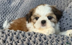 Shih Tzu dogs for sale: Ollie - Image 7