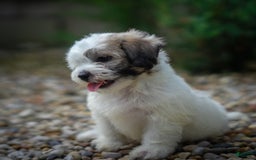 Teddy Bear dogs for sale: Cloud - Image 17