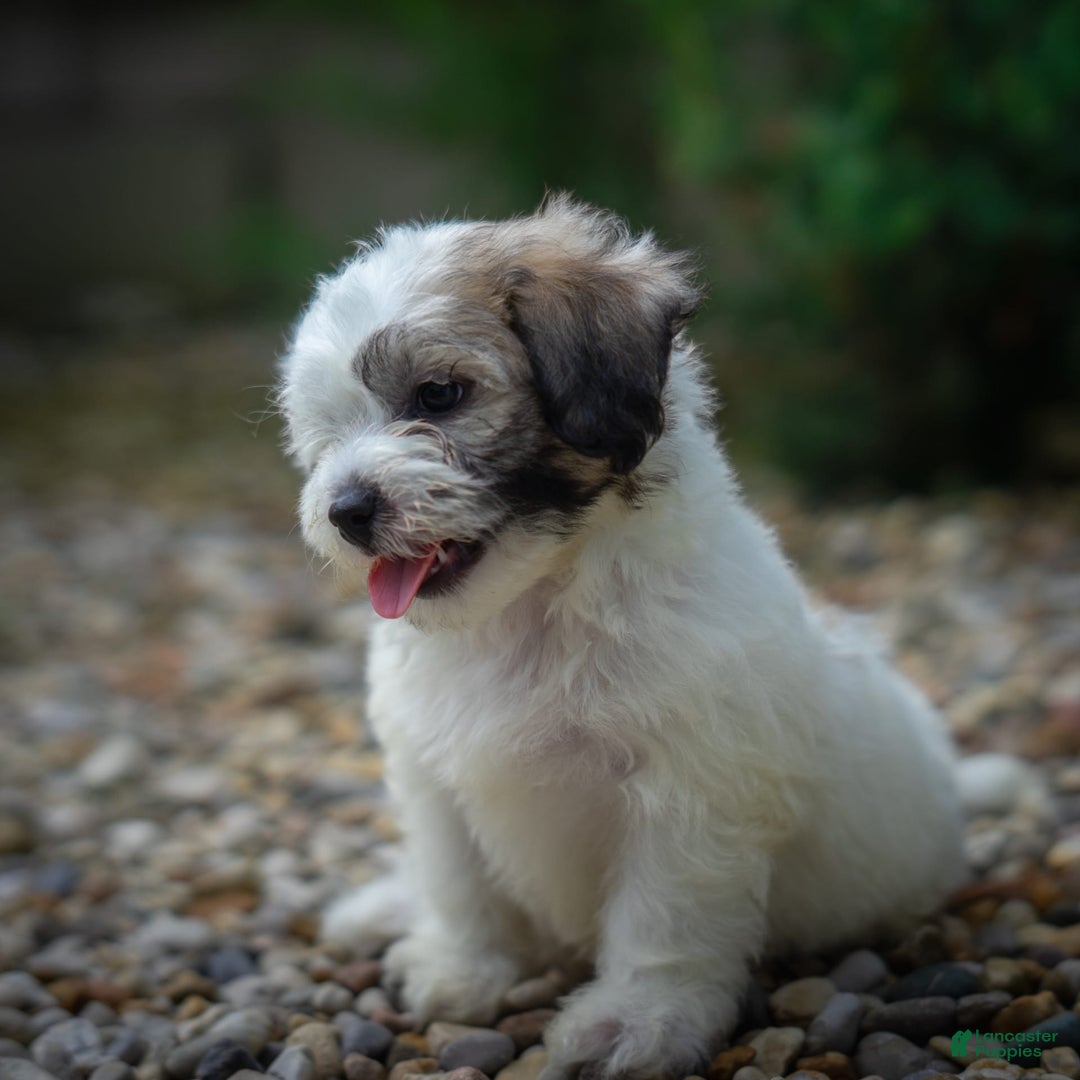 Teddy Bear dogs for sale: Cloud - Image 17