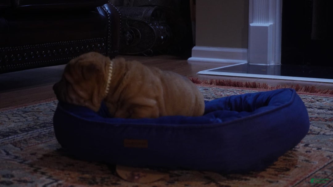Shar Pei dogs for sale: Bear - Image 4