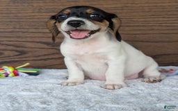 Beagle dogs for sale: Lucy - Image 5