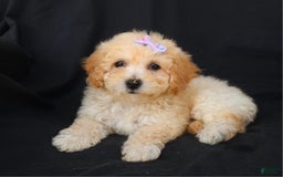 Bichpoo dogs for sale: Grace - Image 1