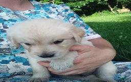 Golden Retriever dogs for sale: Picasso - Image 9