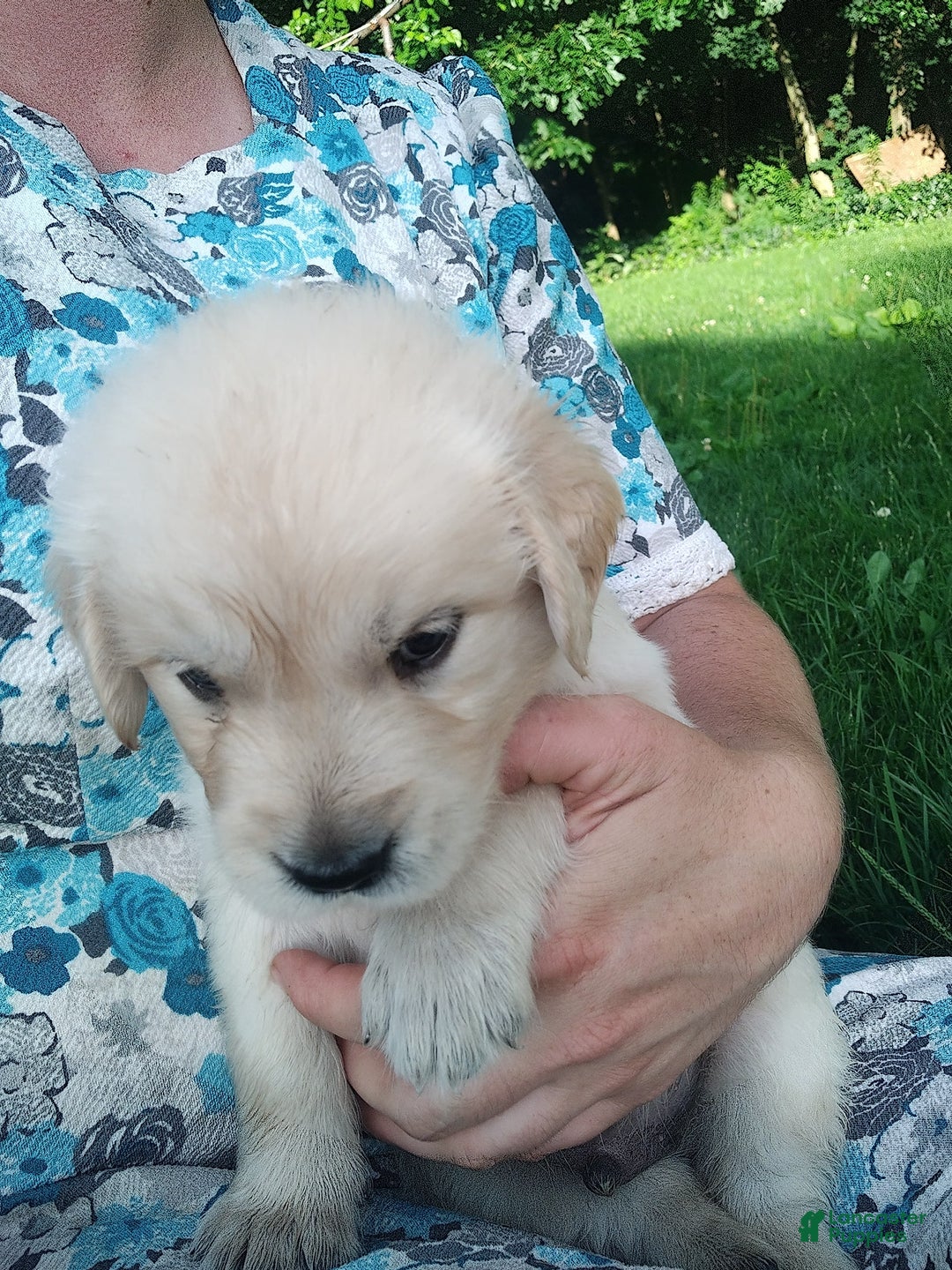 Golden Retriever dogs for sale: Picasso - Image 9