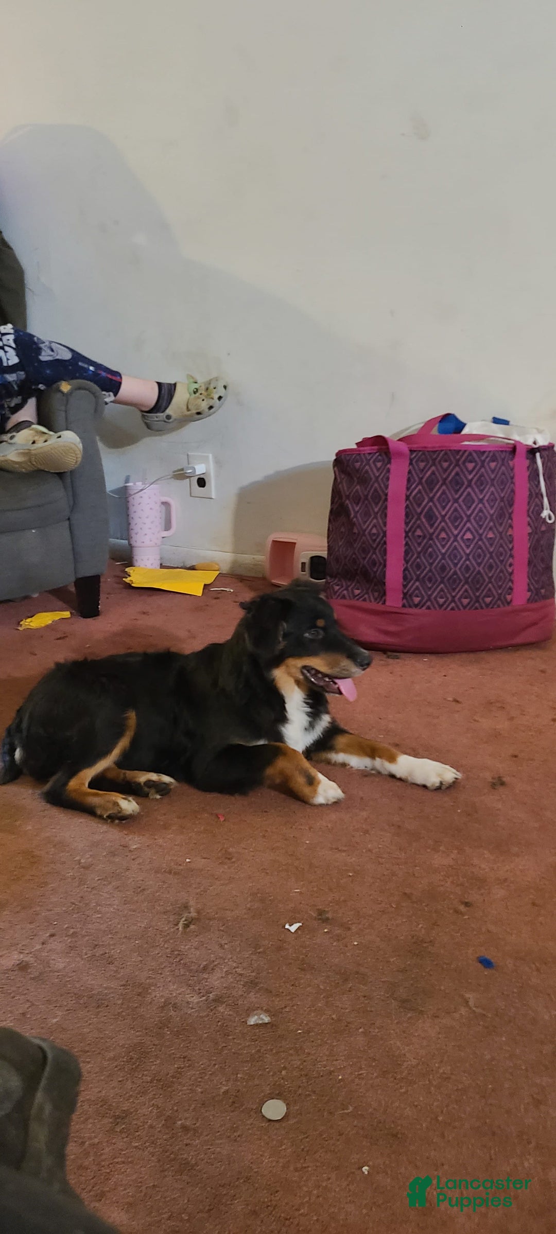 Australian Shepherd dogs for sale: Nubby Fully Vaccinated - Image 13