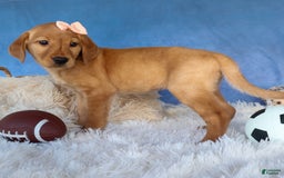 Labrador Retriever dogs for sale: Red Fox Gabby - Image 14