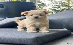 Yorkiepoo dogs for sale: Nugget - Image 9