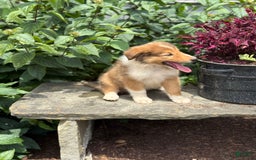 Collie dogs for sale: Alvin - Image 4