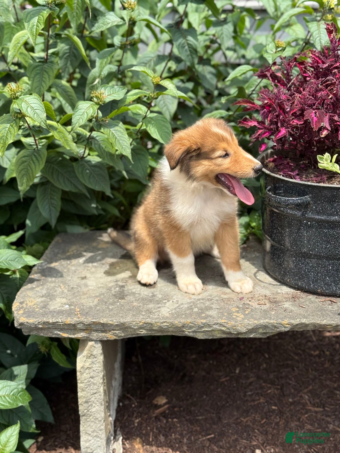 Collie dogs for sale: Alvin - Image 4