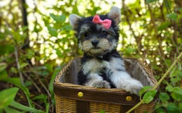 Morkie dogs for sale: Cream Point Ladybug - Image 26