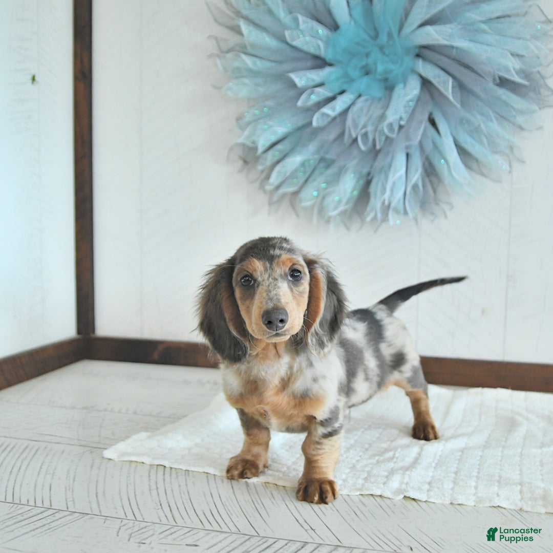 Miniature Dachshund dogs for sale: Flash Rare Color - Image 5