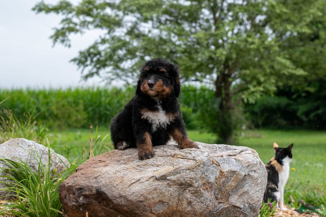Bernedoodle dogs for sale: Sage - Image 7