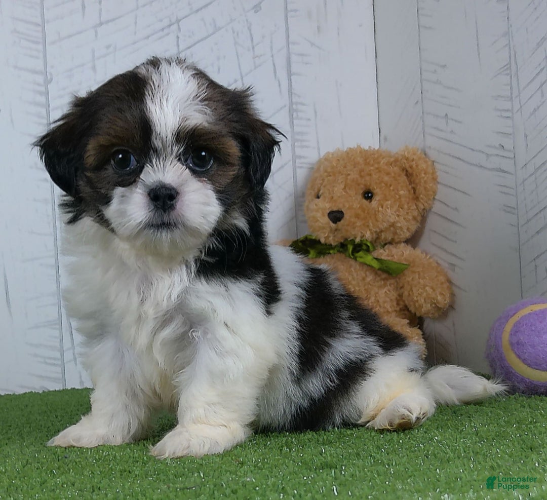 Shih Tzu dogs for sale: Lilly - Image 4