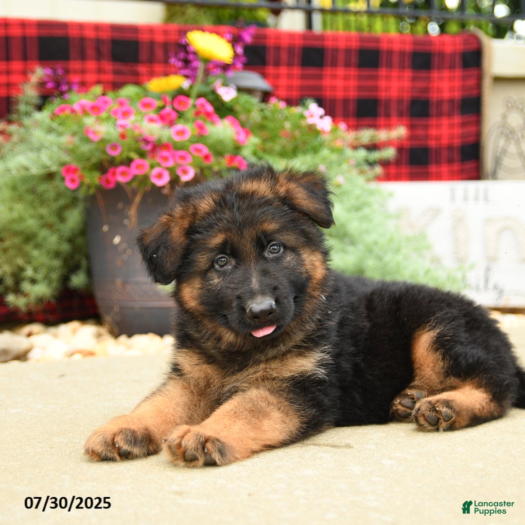 German Shepherd dogs for sale: Hunter - Image 3