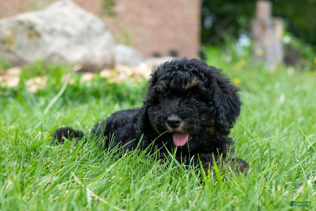 Bernedoodle dogs for sale: Ginger - Image 6