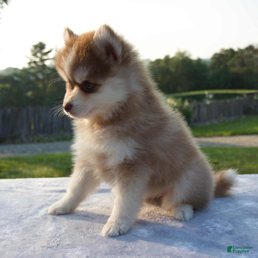 Pomsky dogs for sale: Myla - Image 7