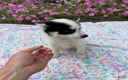Pomsky dogs for sale: Spottie - Image 1