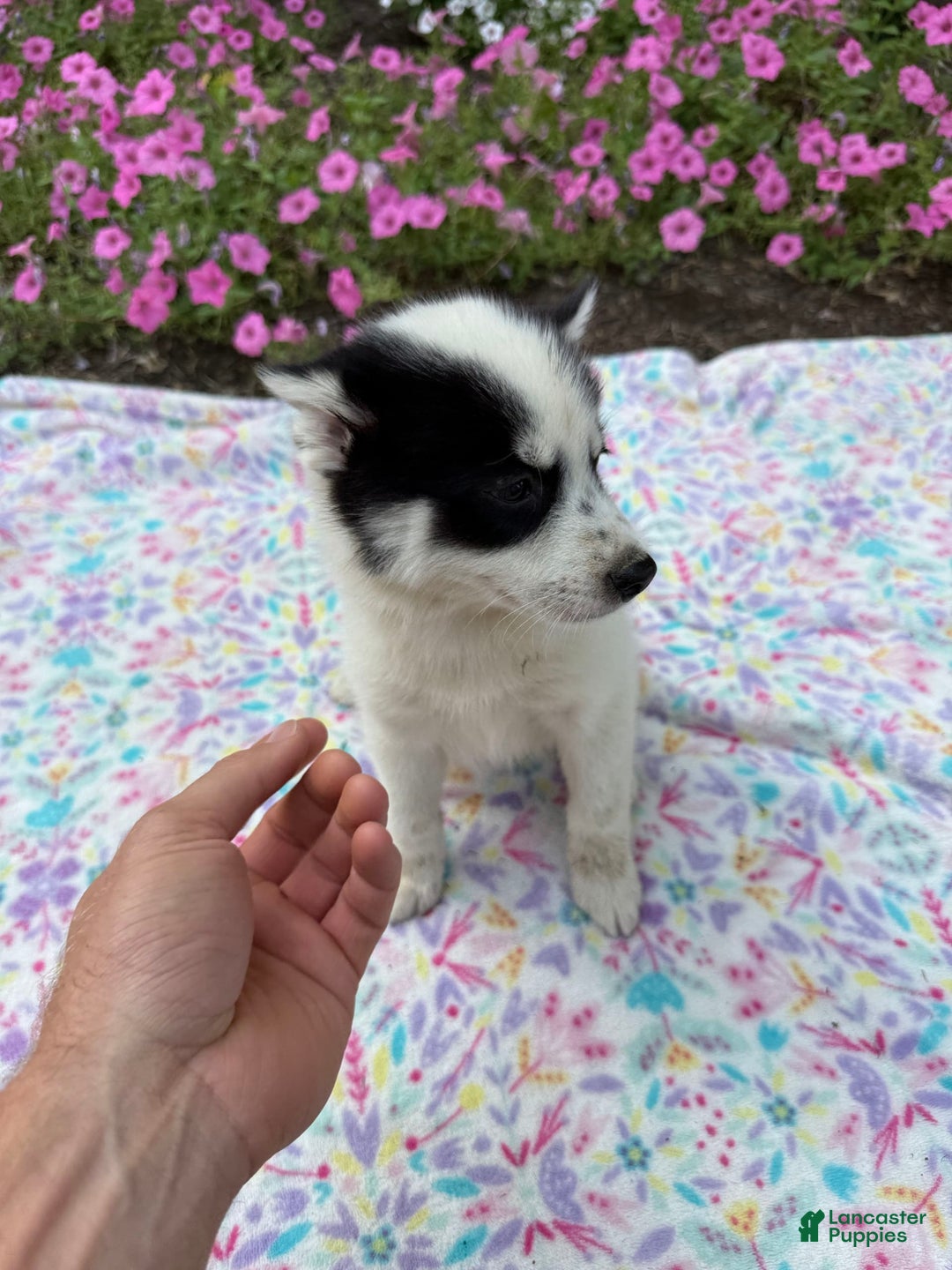 Pomsky dogs for sale: Spottie - Image 1