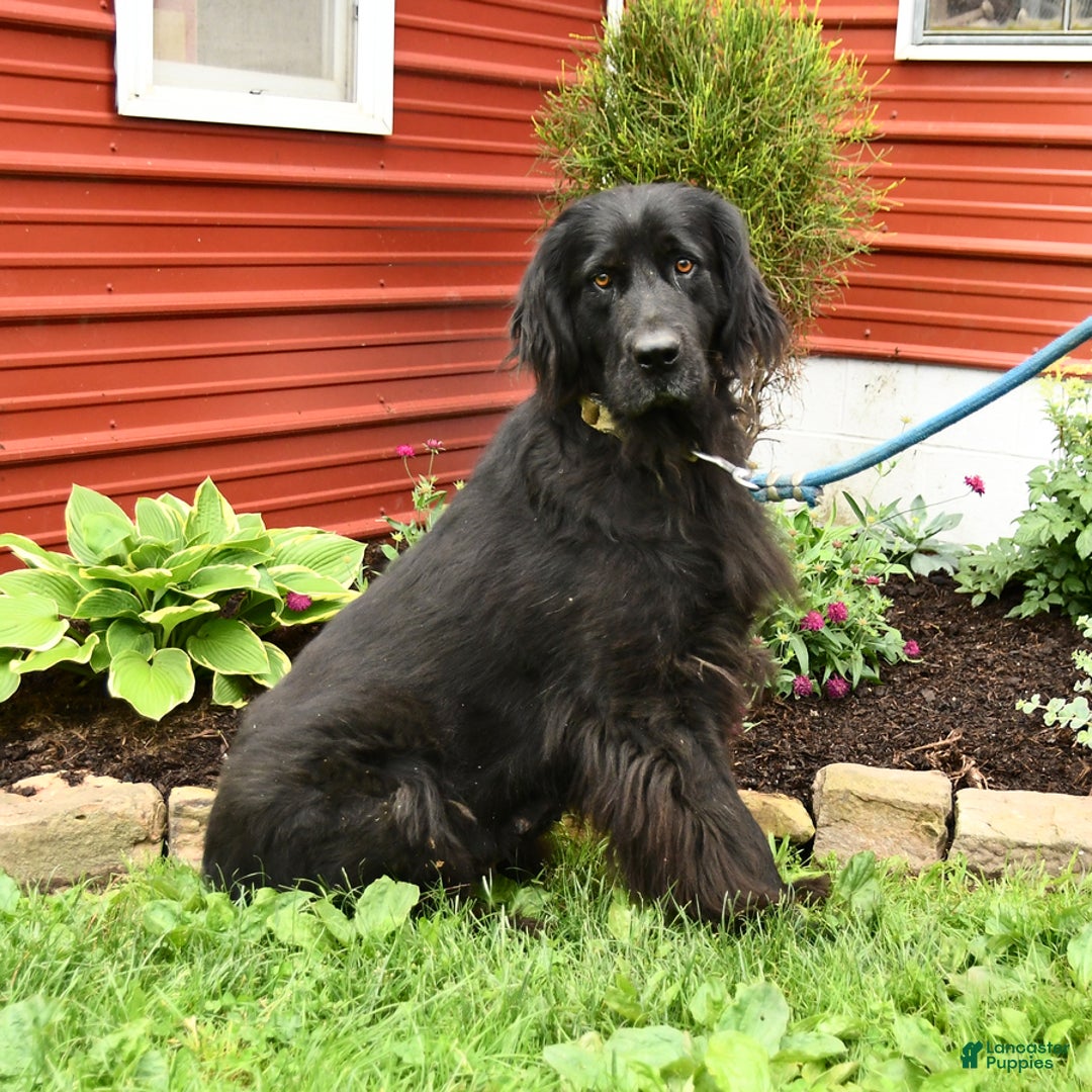 Newfoundland dogs for sale: Midnight - Image 3