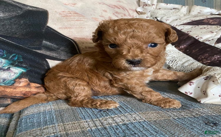 Mini Goldendoodle dogs for sale - Ad 3