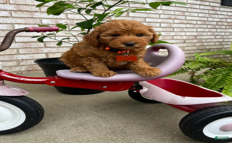 Goldendoodle dogs for sale - Ad 2