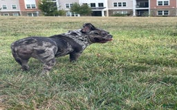 French Bulldog dogs for sale: Zelda - Image 3