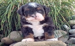 Mini Bernedoodle dogs for sale: Oakley - Image 11