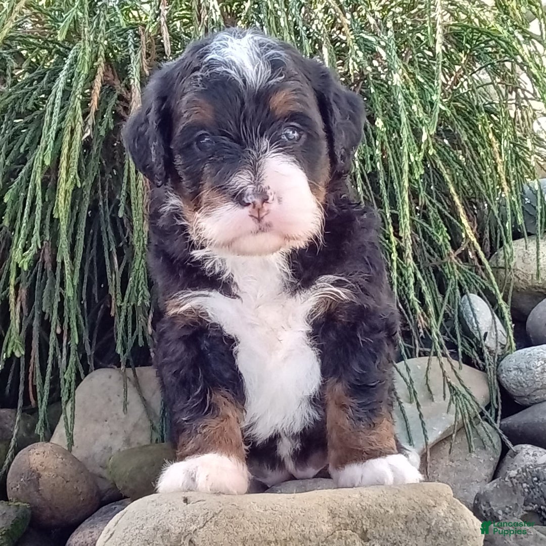 Mini Bernedoodle dogs for sale: Oakley - Image 11