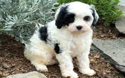 Cavapoo dogs for sale: Casper - Image 4