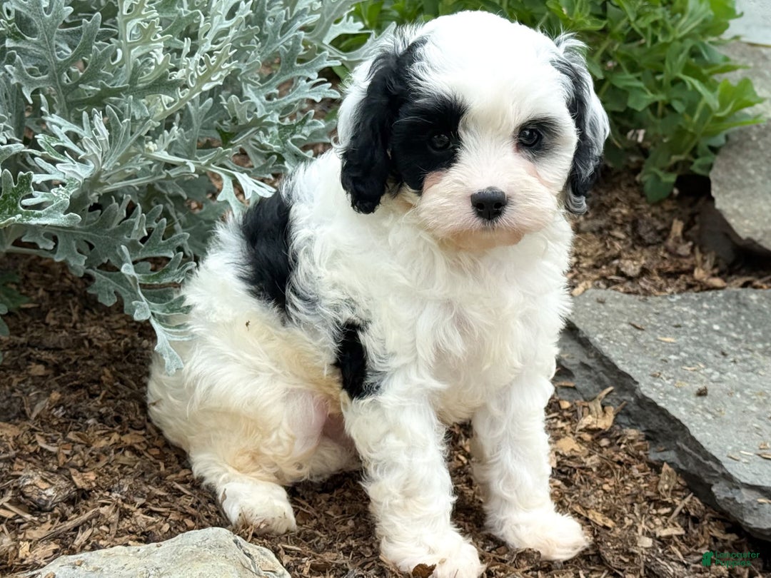 Cavapoo dogs for sale: Casper - Image 4
