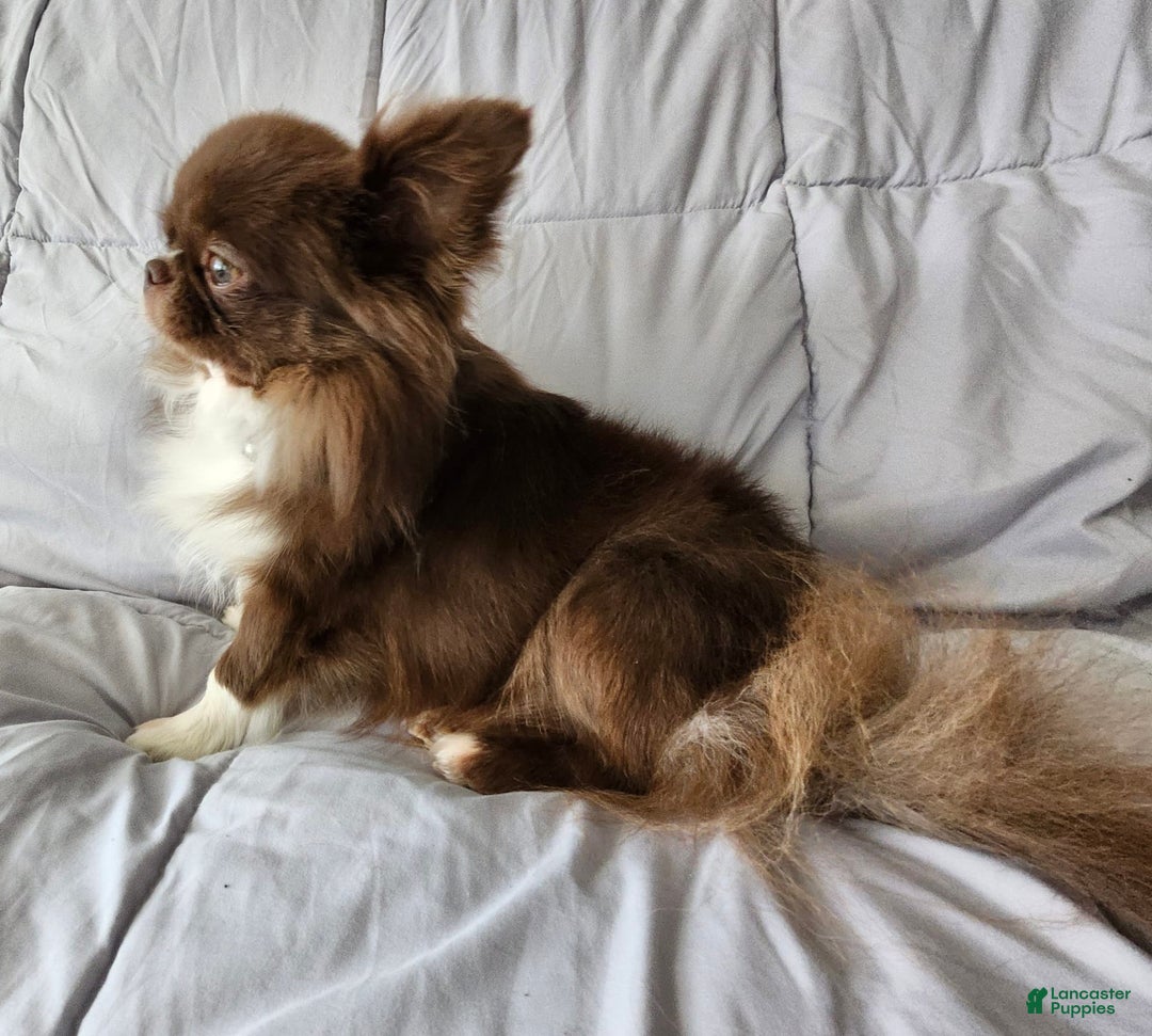 Chihuahua dogs for sale: Lord - Image 12