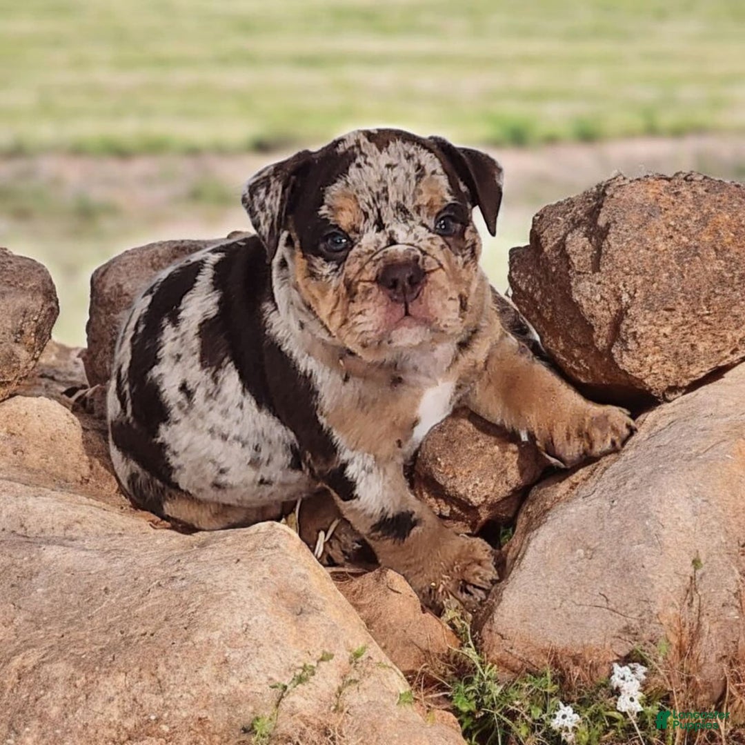 English Bulldog dogs for sale: Stoney - Image 5