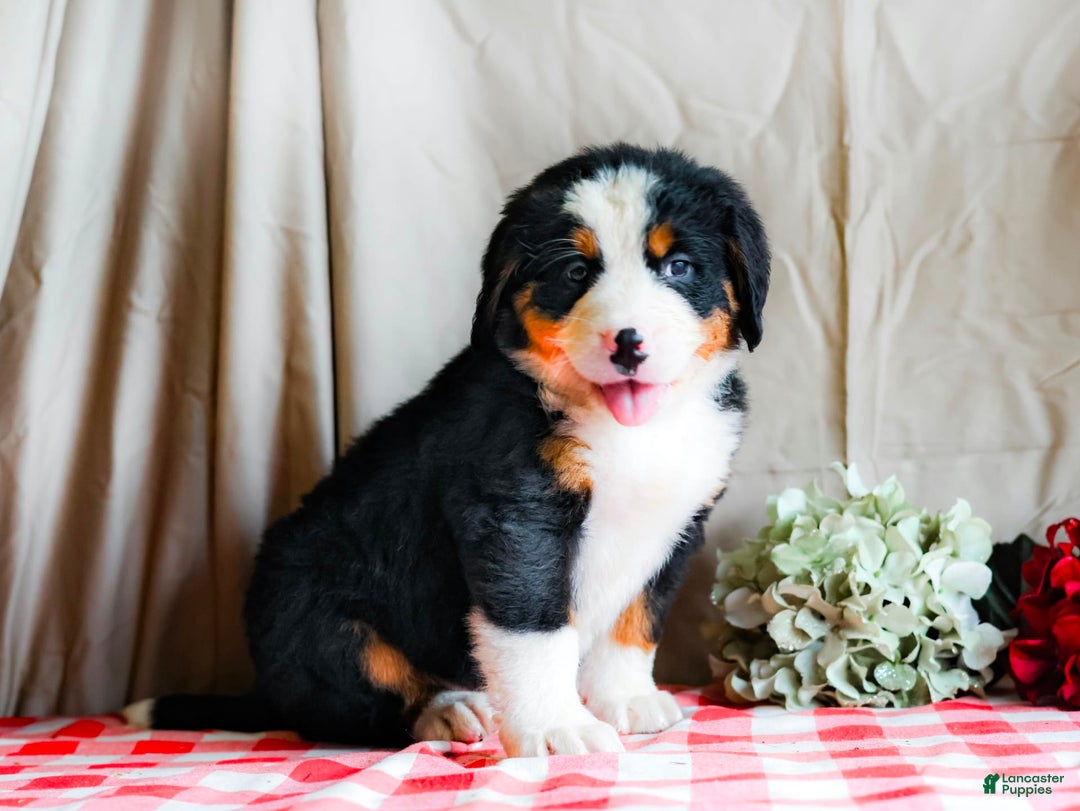 Bernese Mountain Dog dogs for sale: Maverick - Image 2