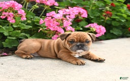 English Bulldog dogs for sale: Wendy - Image 1