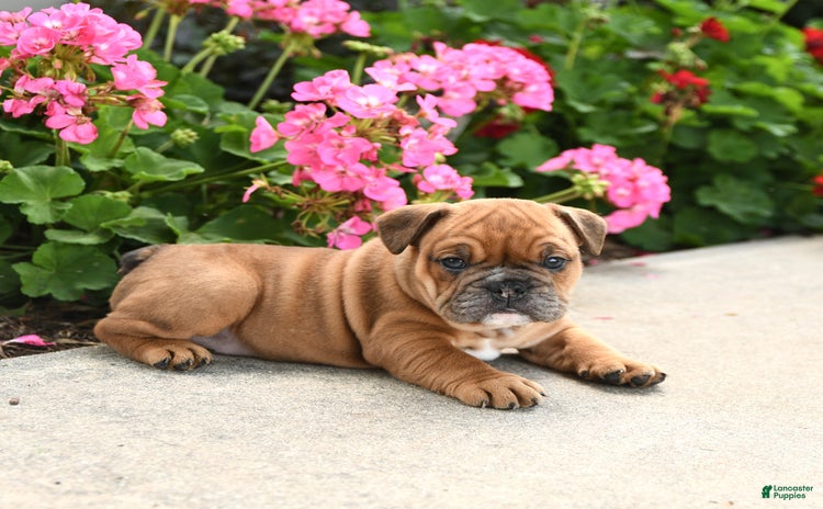 English Bulldog dogs for sale - Ad 1