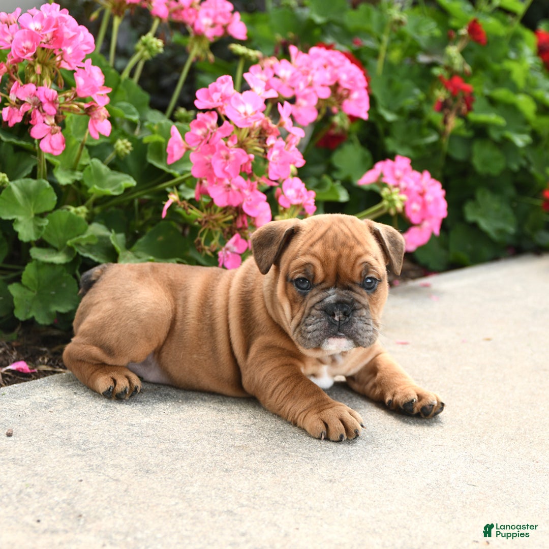English Bulldog dogs for sale: Wendy - Image 1