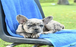 French Bulldog dogs for sale: Josie - Image 10