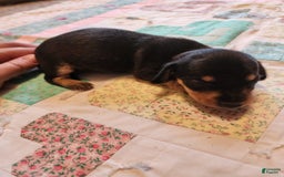 Miniature Dachshund dogs for sale: Peach - Image 9