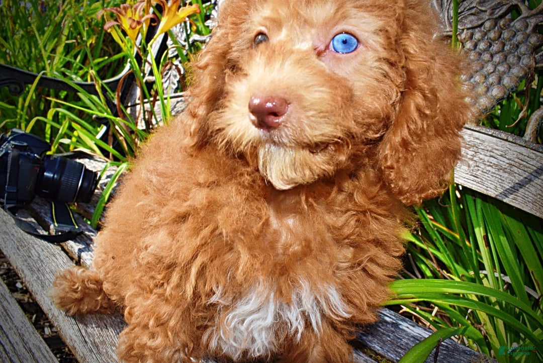 Havapoo dogs for sale: Ginger - Image 4