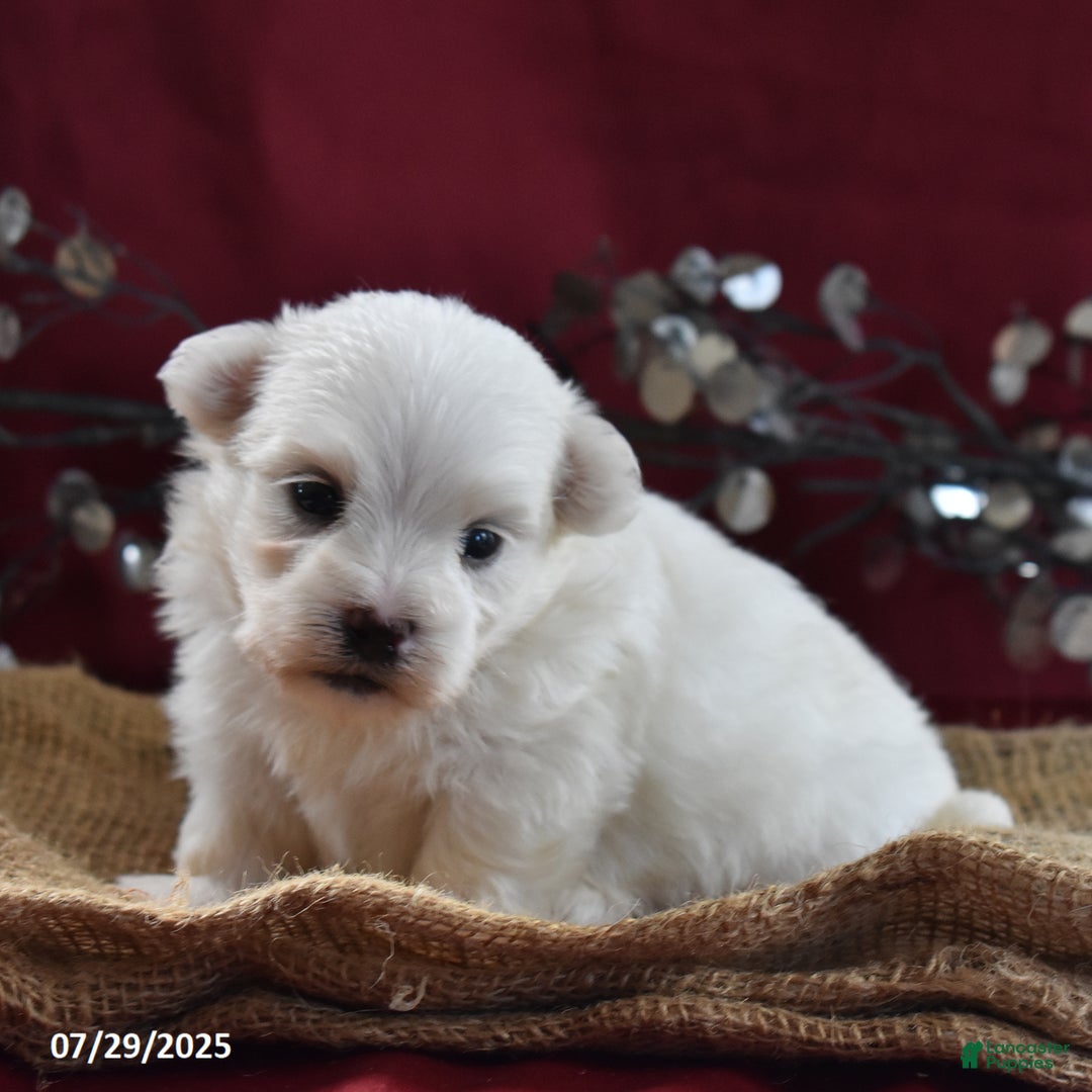 Maltese dogs for sale: Brice - Image 4