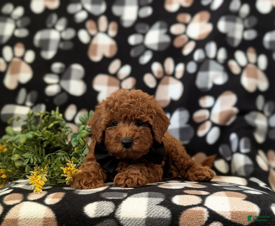 Mini Goldendoodle dogs for sale: Keaunu Genetic Testing - Image 3