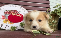 Welsh Corgi Pembroke dogs for sale: Fido - Image 2