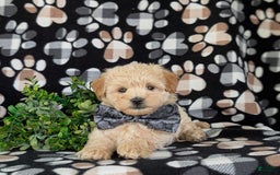 Maltipoo dogs for sale: Harley 6 Lbs Full Grown - Image 1