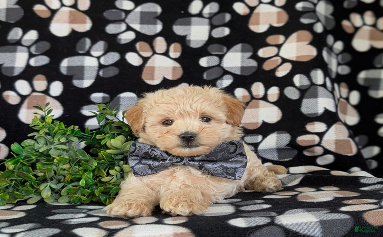 Maltipoo dogs for sale - Ad 1