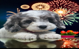 Cavapoo dogs for sale: Buttercup - Image 2