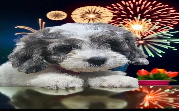 Cavapoo dogs for sale - Ad 3