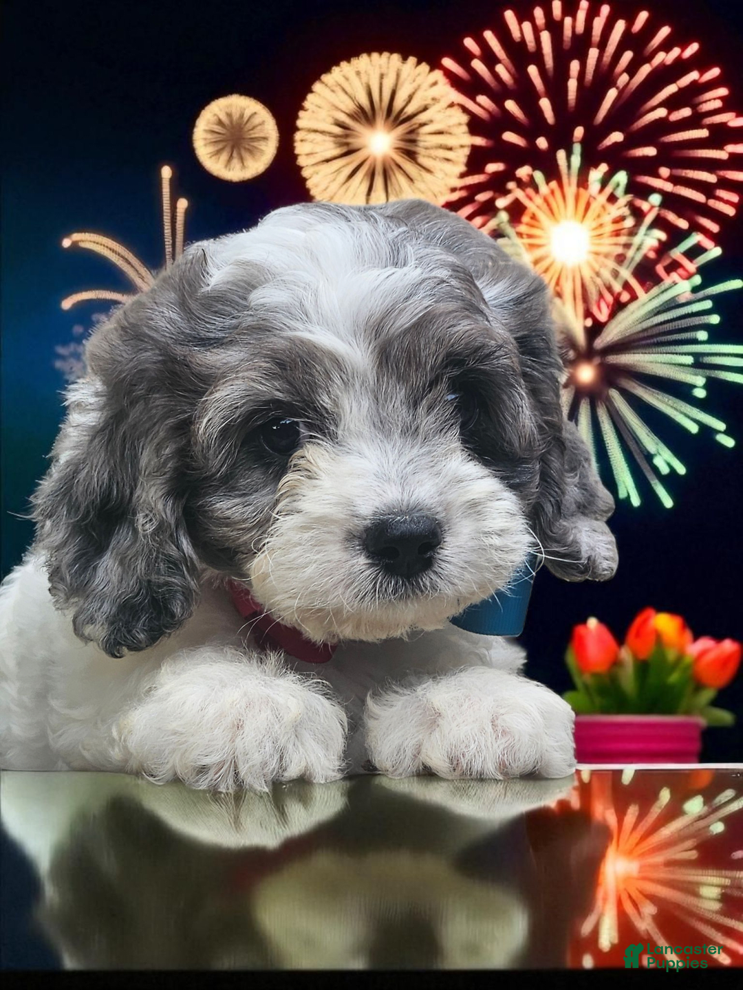 Cavapoo dogs for sale: Buttercup - Image 2