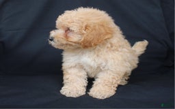 Bichpoo dogs for sale: Boyde - Image 3