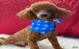 Miniature Poodle dogs for sale: Puppy Four - Image 3