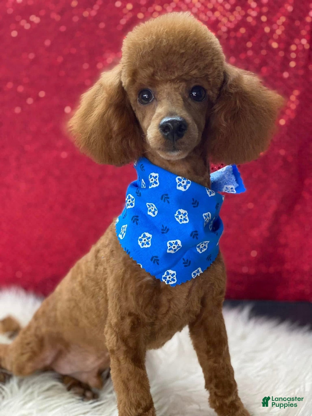 Miniature Poodle dogs for sale: Puppy Four - Image 3